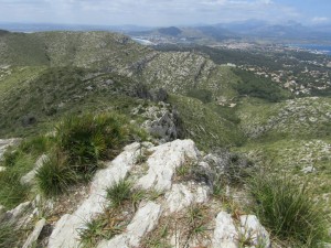 IMG_6628 (Medium)